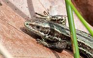 Viviparous Lizard (Zootoca vivipara)